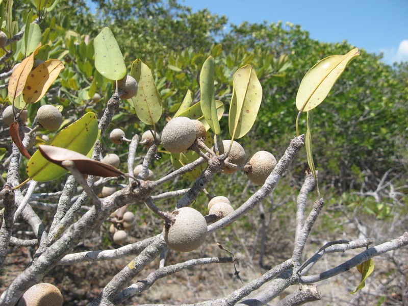 Manilkara jaimiqui subsp. emarginata
