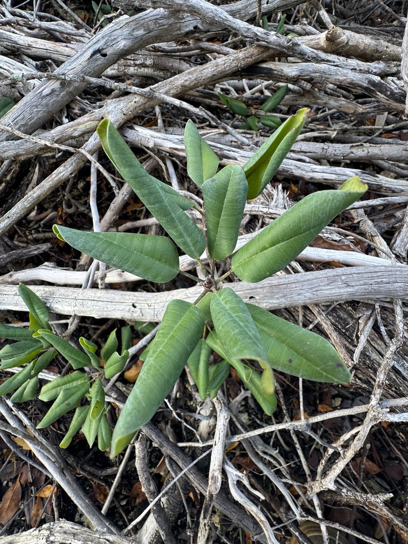 Manilkara jaimiqui subsp. emarginata photo 2