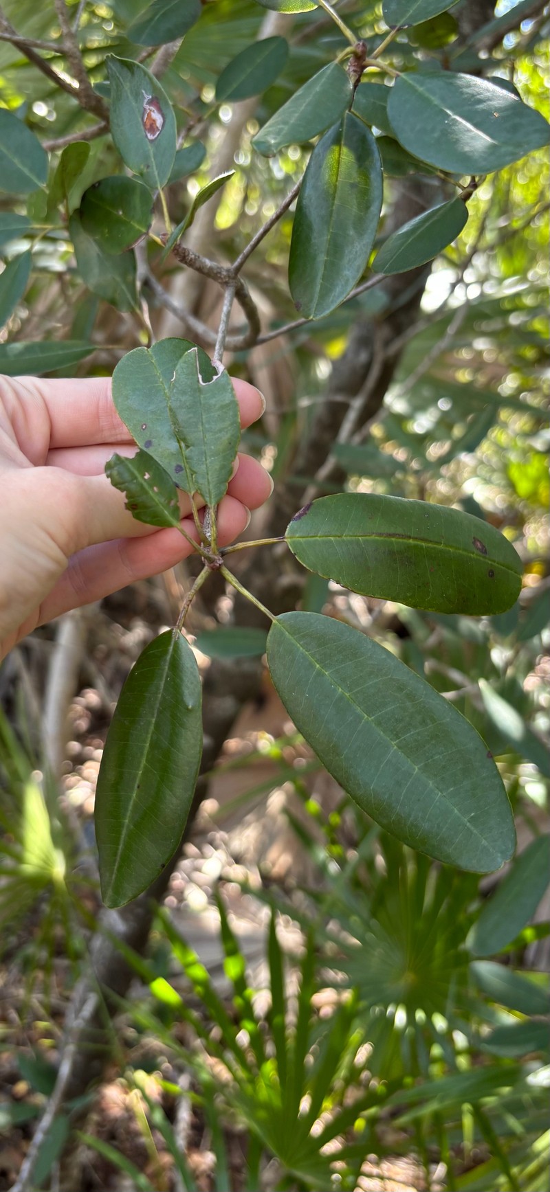 Manilkara jaimiqui subsp. emarginata photo 3