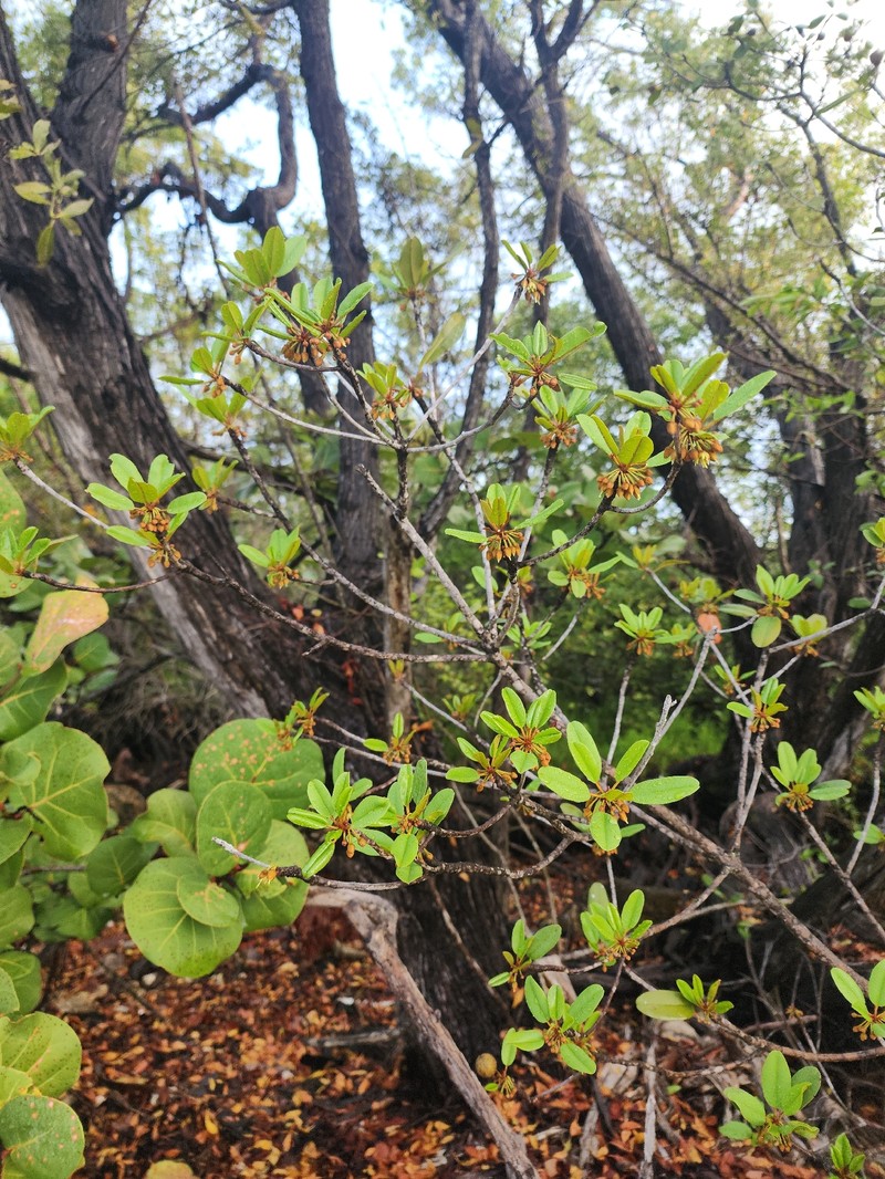 Manilkara jaimiqui subsp. emarginata photo 4