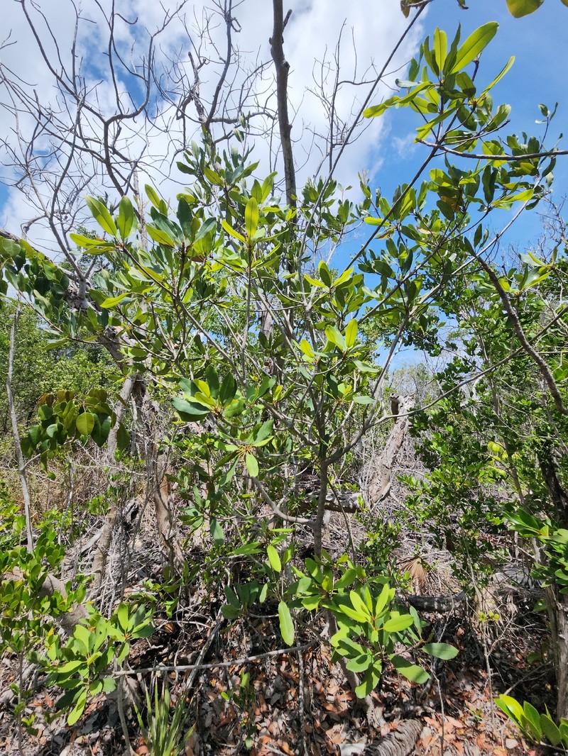 Manilkara jaimiqui subsp. emarginata photo 6
