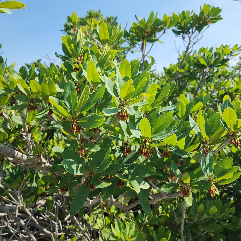 Manilkara jaimiqui subsp. emarginata photo 7