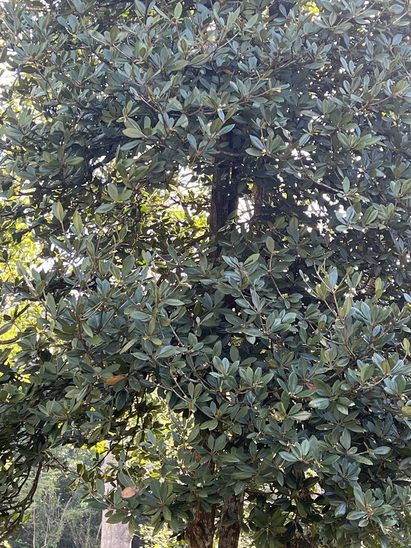 Zapote De Costa
