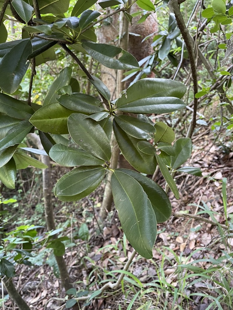 Zapote De Costa photo 3