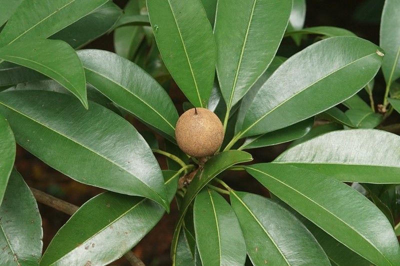 Sapodilla photo 2