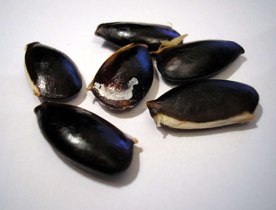 Sapodilla photo 3