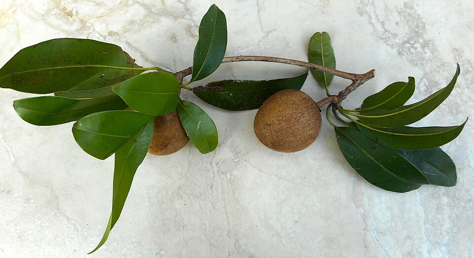 Sapodilla photo 6
