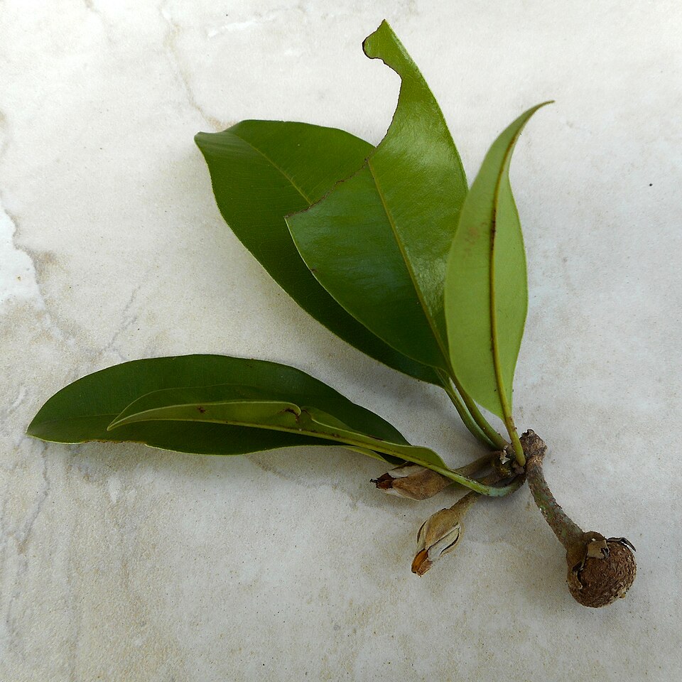 Sapodilla photo 7