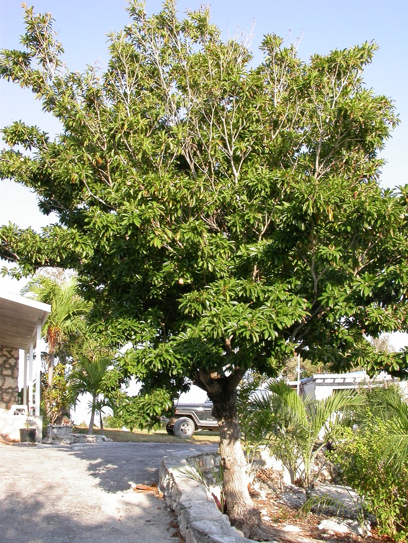 Sapodilla photo 8
