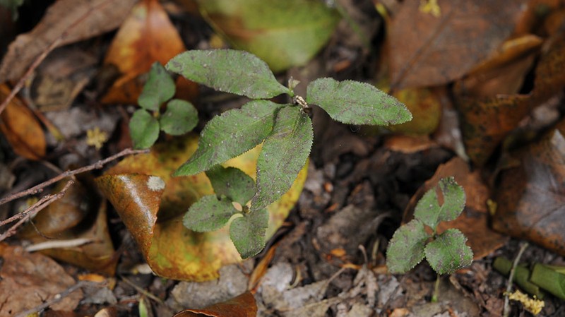 Mankyua chejuensis