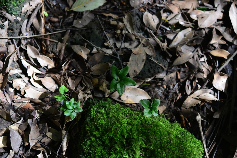 Mankyua chejuensis photo 2