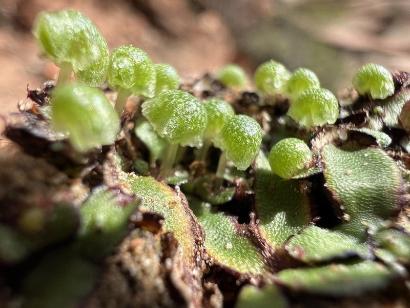Mannia californica