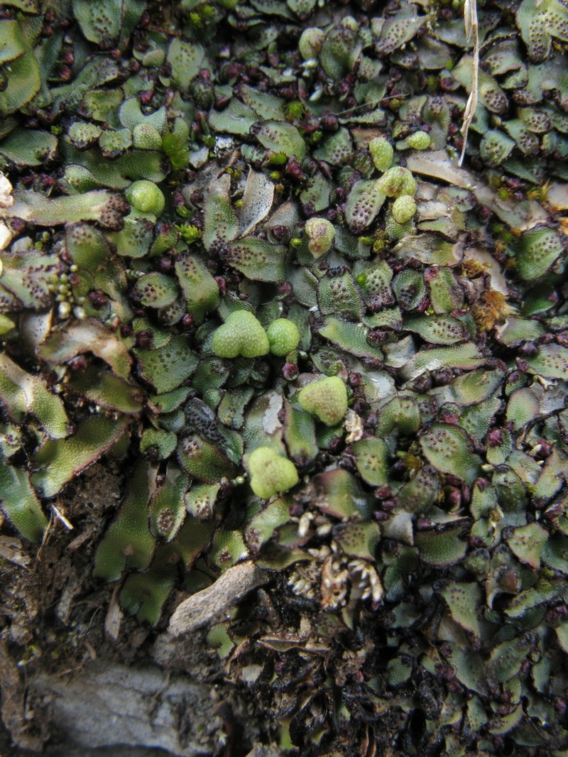 Mannia californica photo 2