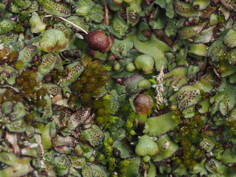 Mannia californica photo 3