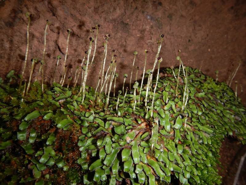 Mannia californica photo 4