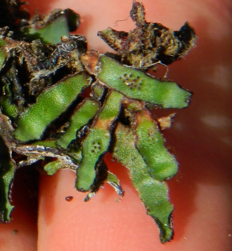 Mannia californica photo 5