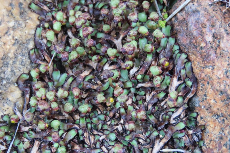 Mannia californica photo 6