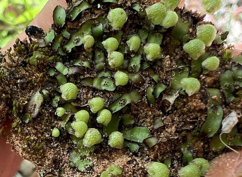 Mannia californica photo 7