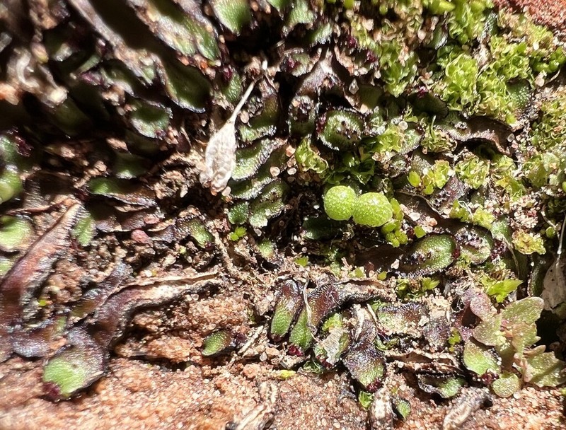 Mannia californica photo 8