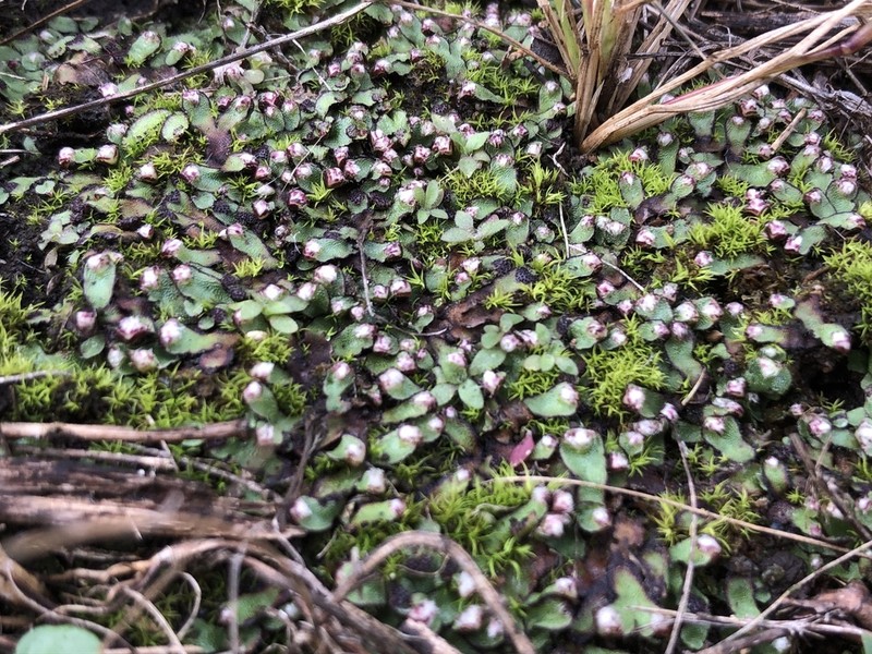 Mannia fragrans photo 3