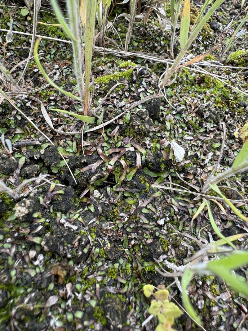 Mannia fragrans photo 4