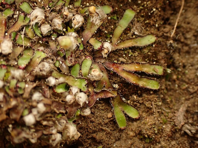 Mannia fragrans photo 6