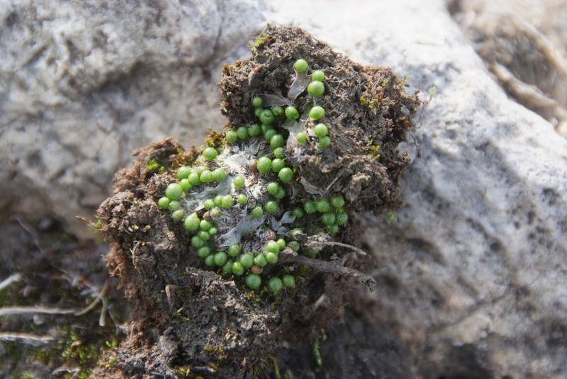 Mannia pilosa