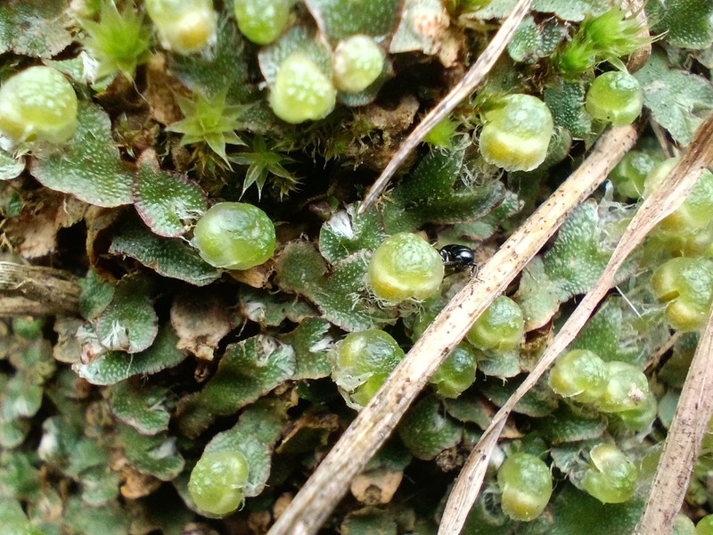 Mannia pilosa photo 2