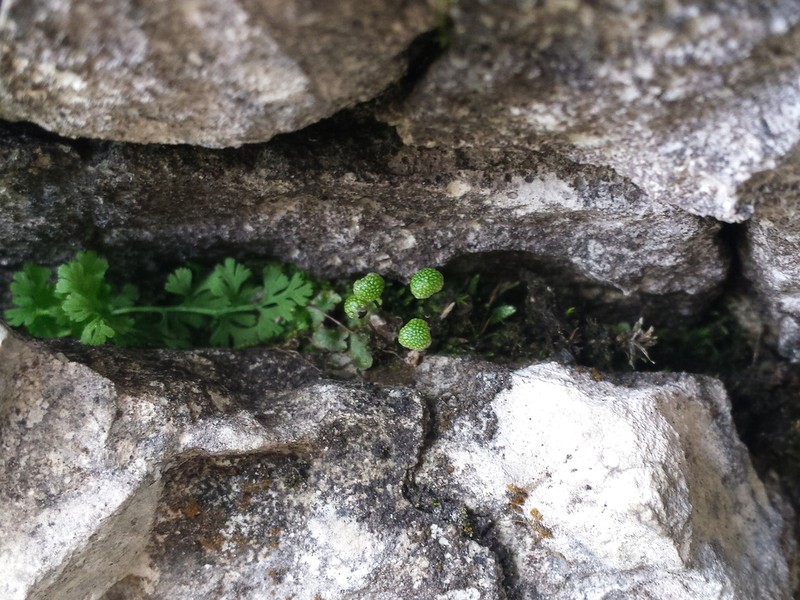 Mannia pilosa photo 3