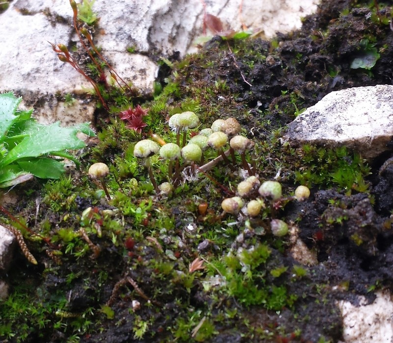 Mannia pilosa photo 4