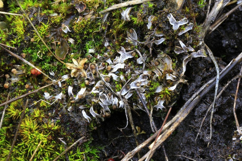 Mannia pilosa photo 7
