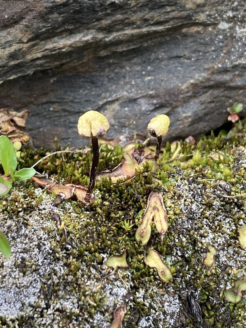Mannia sibirica