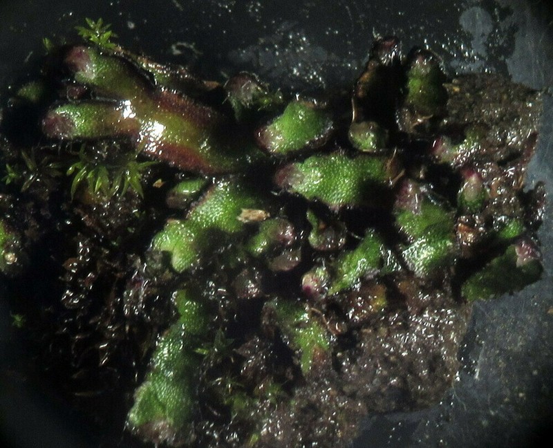 Mannia sibirica photo 2