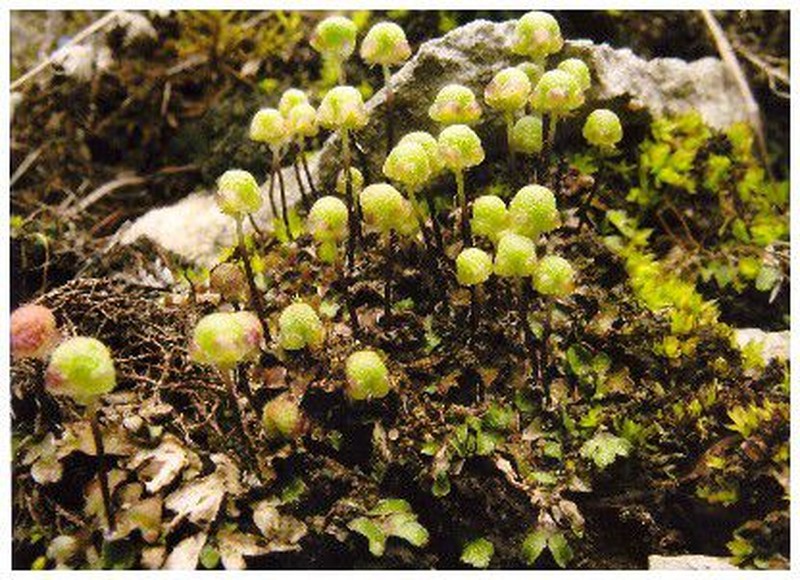 Mannia sibirica photo 5