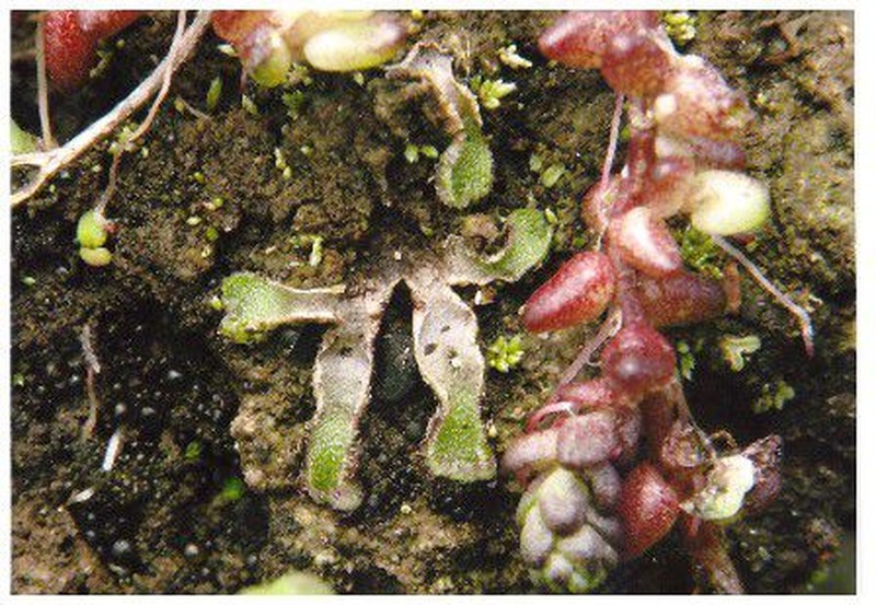 Mannia sibirica photo 6
