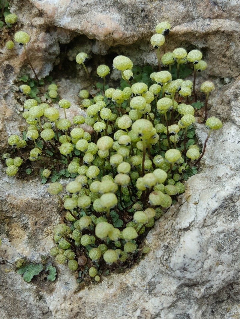 Mannia triandra photo 2