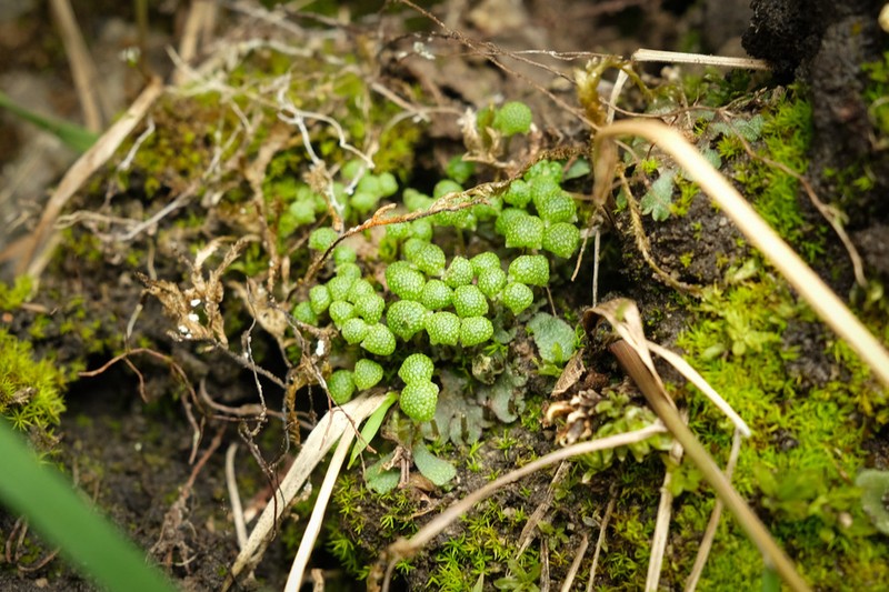 Mannia triandra photo 3
