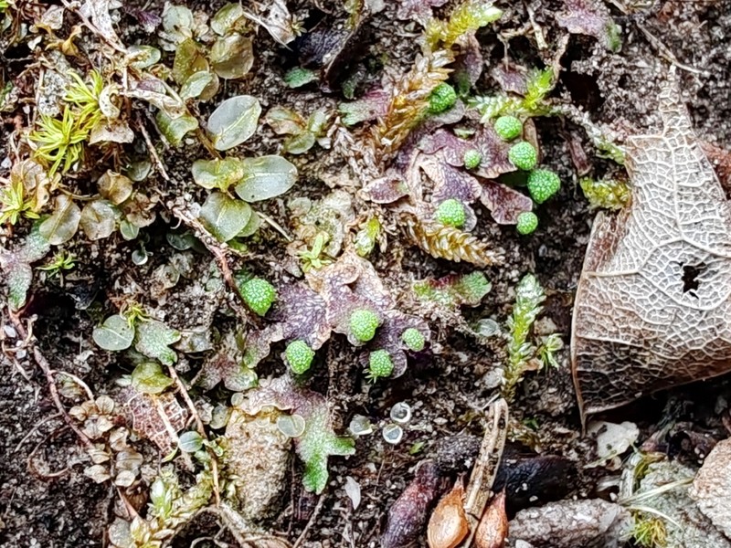 Mannia triandra photo 4