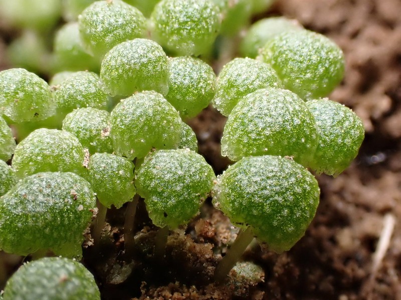 Mannia triandra photo 5