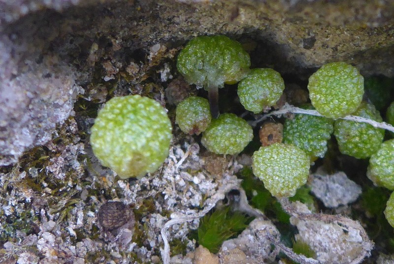Mannia triandra photo 6