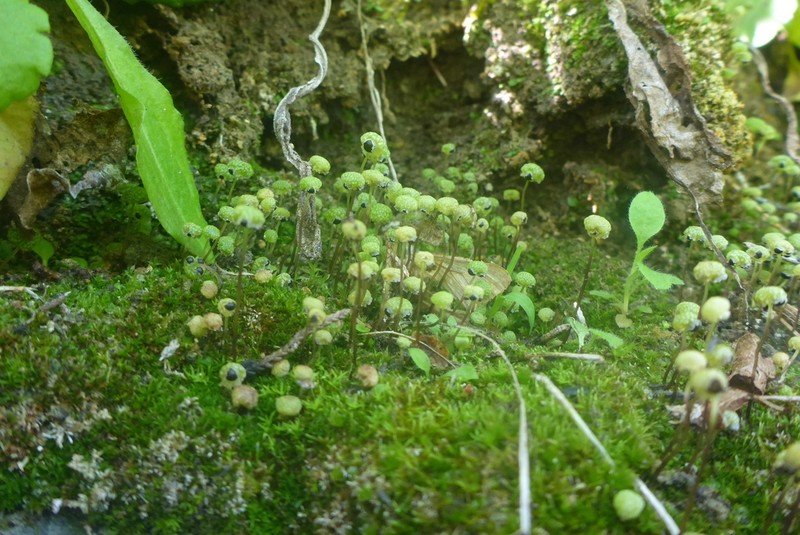 Mannia triandra photo 8