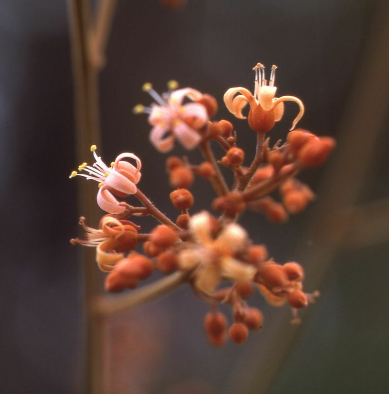 Manotes griffoniana