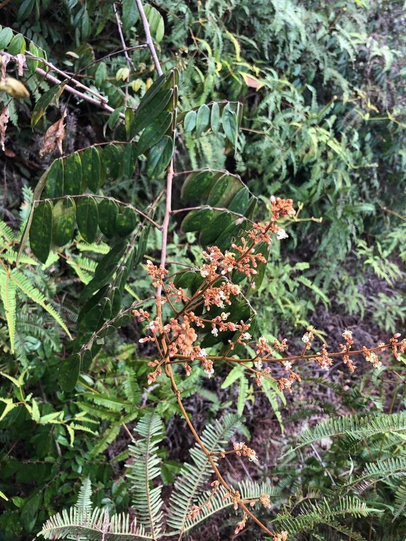 Manotes griffoniana photo 3