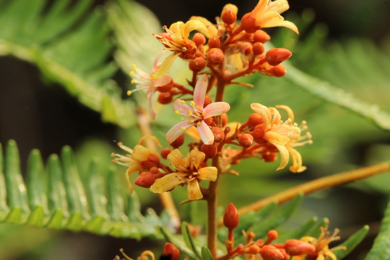 Manotes griffoniana photo 4