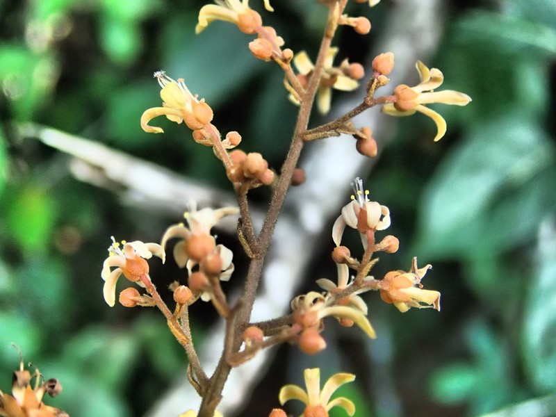 Manotes griffoniana photo 5
