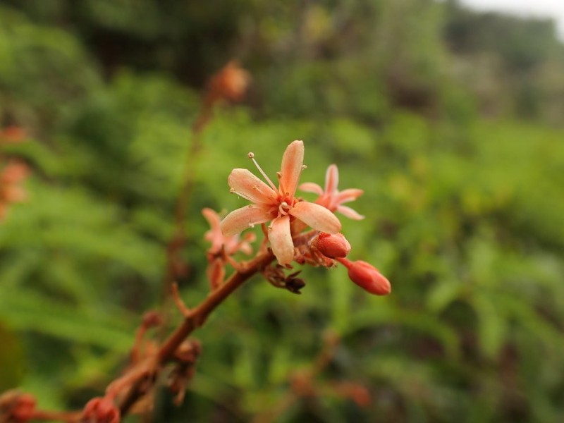 Manotes griffoniana photo 6