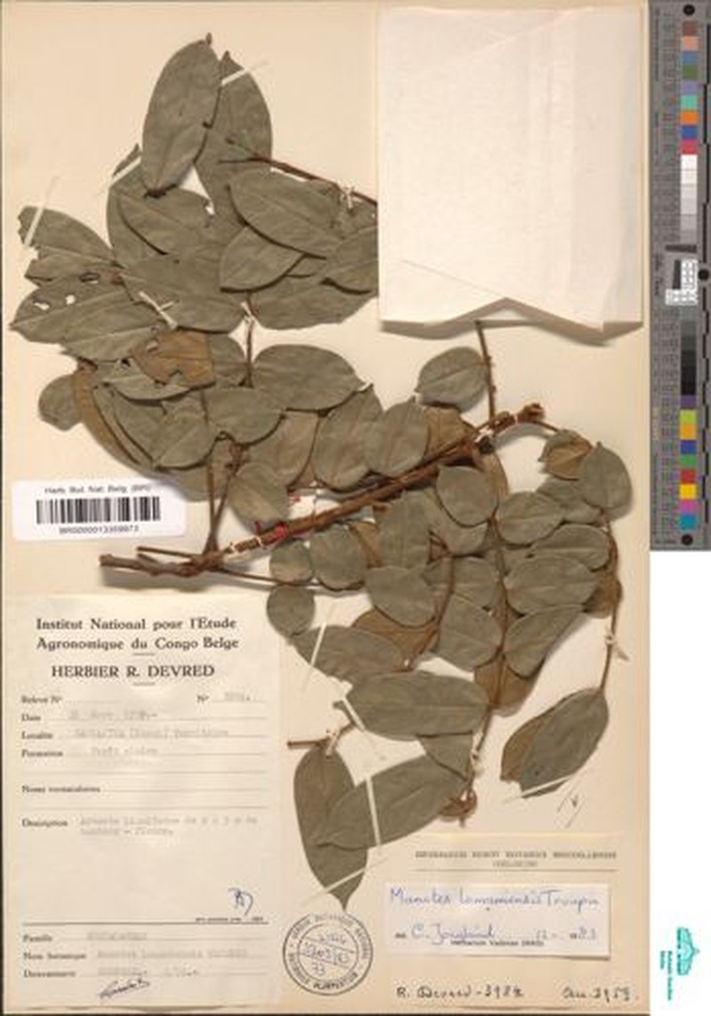 Manotes lomamiensis
