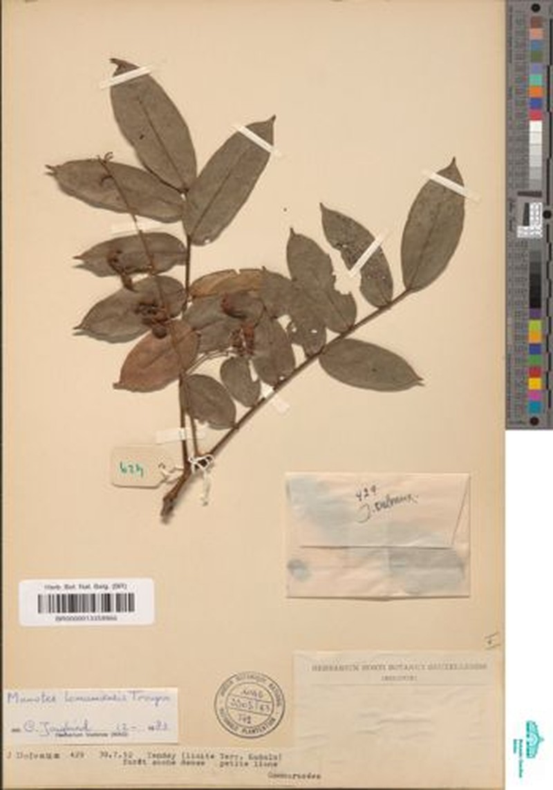 Manotes lomamiensis photo 4