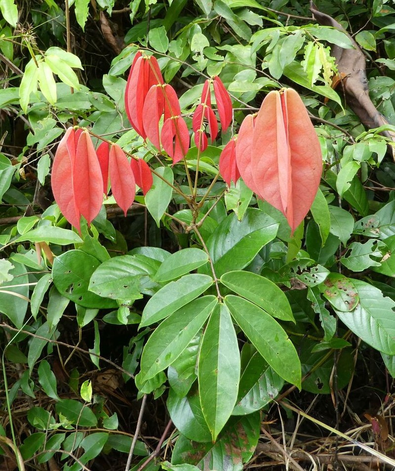 Manotes macrantha