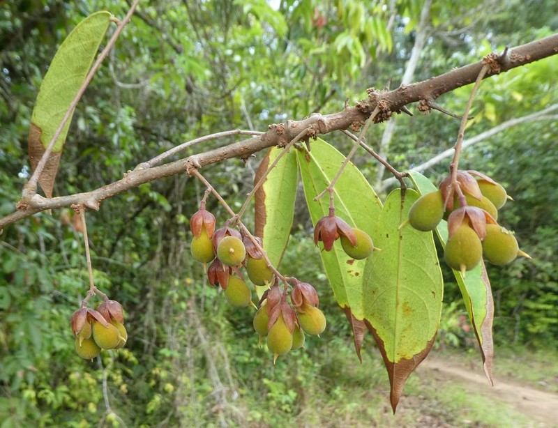 Manotes macrantha photo 2